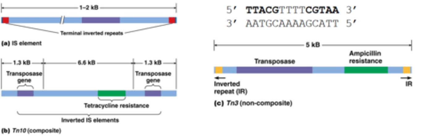 <p>-IS (insertie element) bevat aan de uiteindes inverted repeats bevat in het midden een transposase (een enzyme dat DNA uitknipt en insereert ergens anders)</p><p>-inverted repeat is een nucleotidensequentie: TTACG dat wordt herhaald maar reverse complement: CGTAA, als er geen nucleotiden tussen de herhaling zitten is het een palindroom</p><p>2 soorten transposons in bacteria: </p><p>Samengesteld (composite transposon): 2 IS elementen met daartussen een ander gen dat meestal codeert voor anitbiotica resistensie</p><p>Niet samengesteld (noncomposite transoson): geen IS elementen en uiteindes zijn inverted repeats, het gen is geflankeerd door het ampiciline resistentie gen</p>