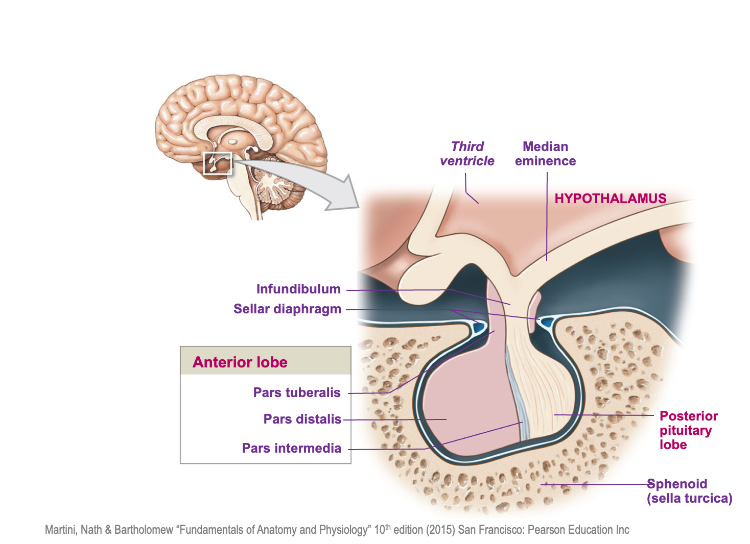 <p>The anterior pituitary lobe and the posterior pituitary lobe</p>