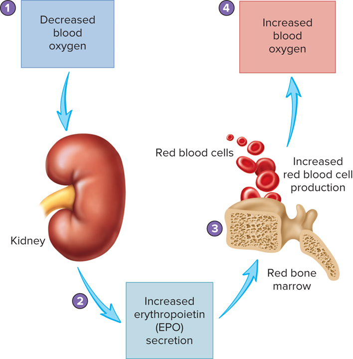 <p>Low blood oxygen levels stimulate the [term] to release erythropoietin, which promotes red blood cell production in the bone marrow</p>