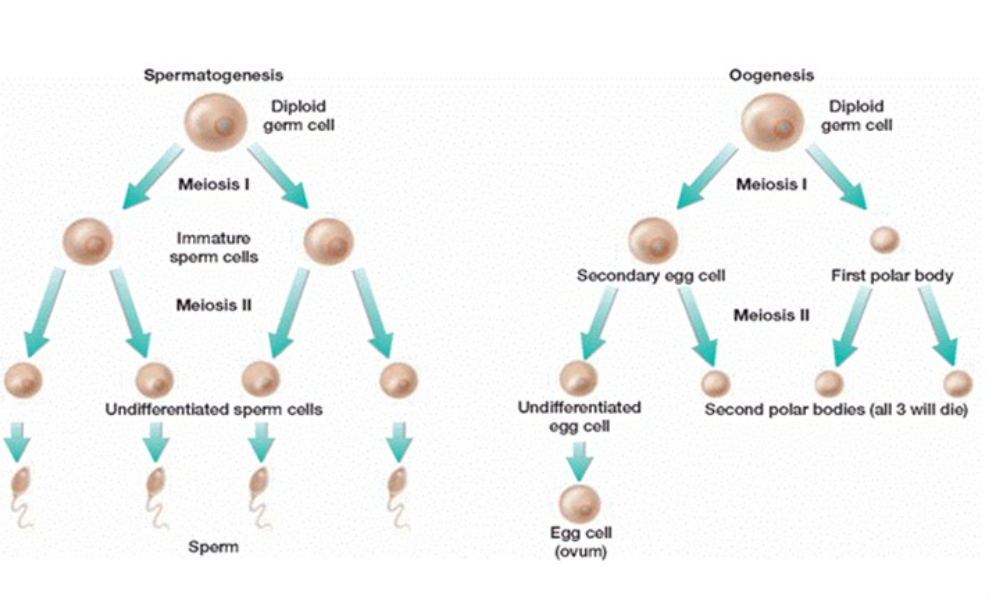 Meiosis