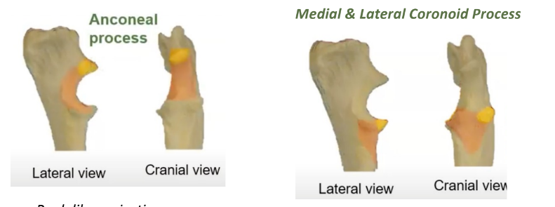 <ul><li><p>1.Beak-like projection</p></li><li><p>2.Large distal end of trochlear notcH</p></li><li><p>2. Medial is larger than lateral</p></li></ul>