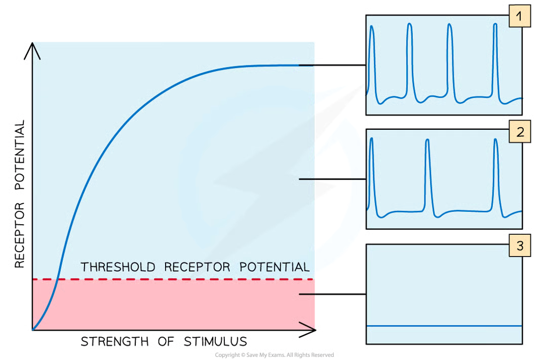 <p>threshold levels in receptors often increase so that a greater stimulus is required before impulses sent along sensory neurones</p>