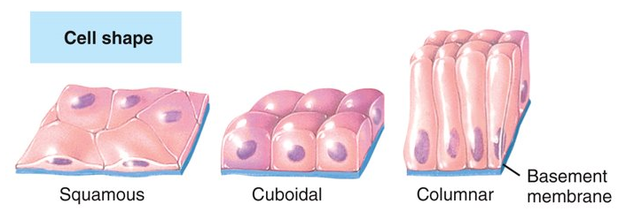 <p>squamous (flat), cuboidal (cube-like), columnar (rectangular), and transitional (variable)</p>