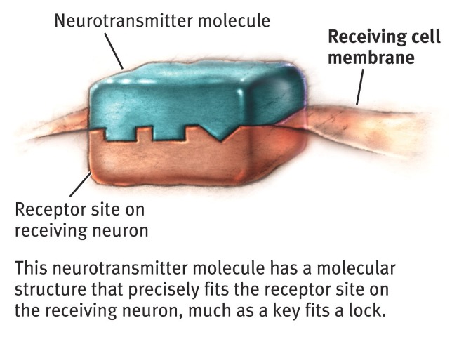 <p>Neurotransmitter</p>