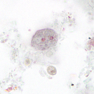 <p>binucleate (two nucleus) with a fragmented karyosome</p>