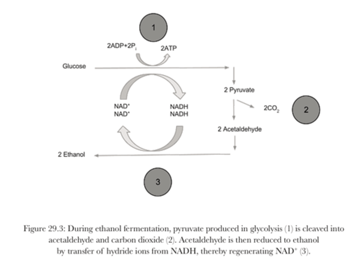 <p>- pyruvate is cleaved producing acetaldehyde and carbon dioxide. The acetaldehyde produces ethanal</p><p>- anaerobic</p>