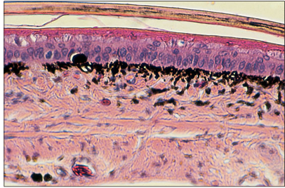 <p>name of histologic slide:</p><p>Specie:</p><p>Stain used:</p>