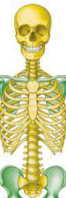 <p>Axial Skeleton</p>