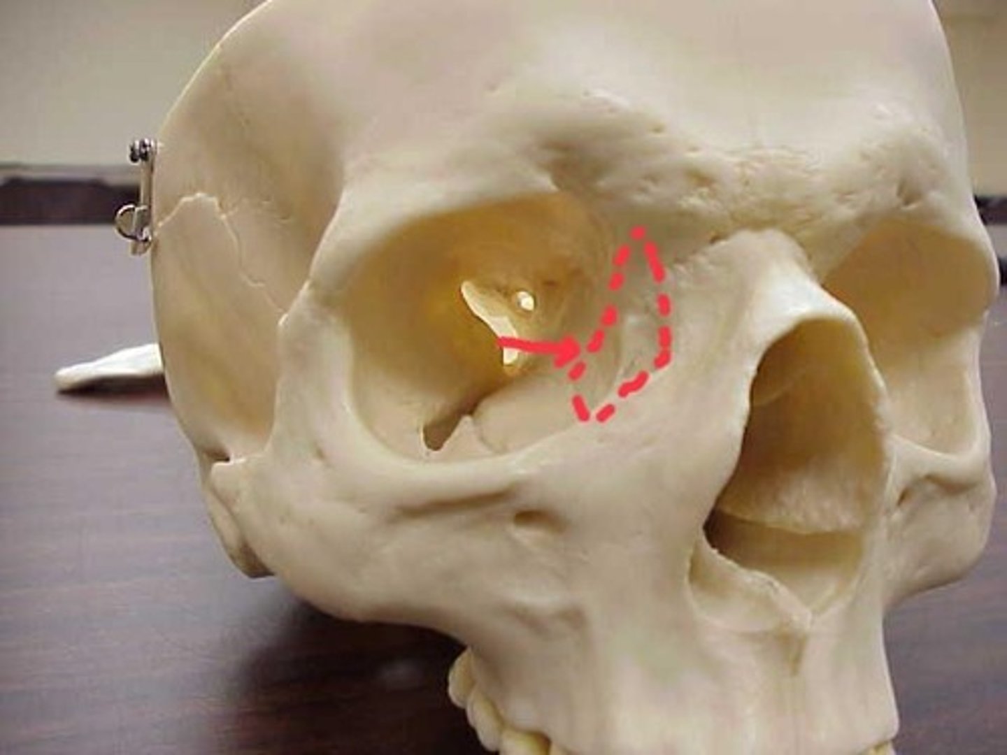 knowt flashcard image