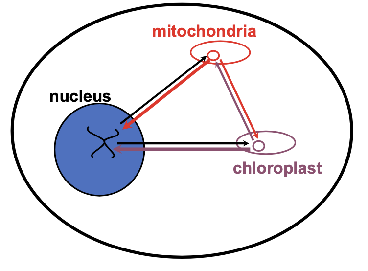 <ul><li><p>in the nucleus</p><ul><li><p>there has been gene mvmnt to nucleus over evolution</p></li></ul></li></ul><p></p>