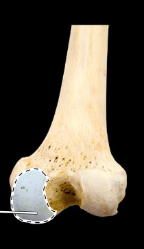 <p>Femur, posterior view, right side, distal end</p>