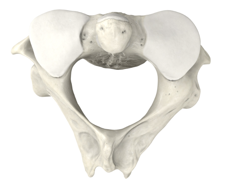 <p>The "pivot" that allows the atlas (and thus the skull) to rotate.</p>