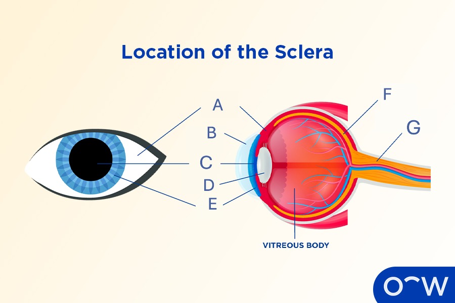 Which part is the iris?