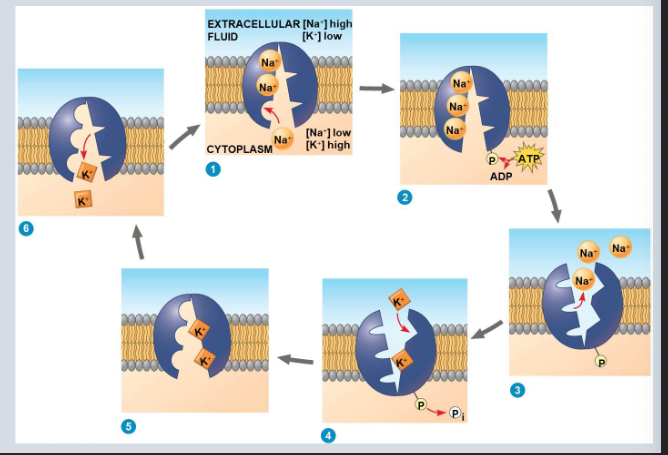 <p>Establishes membrane potential in resting cells</p>