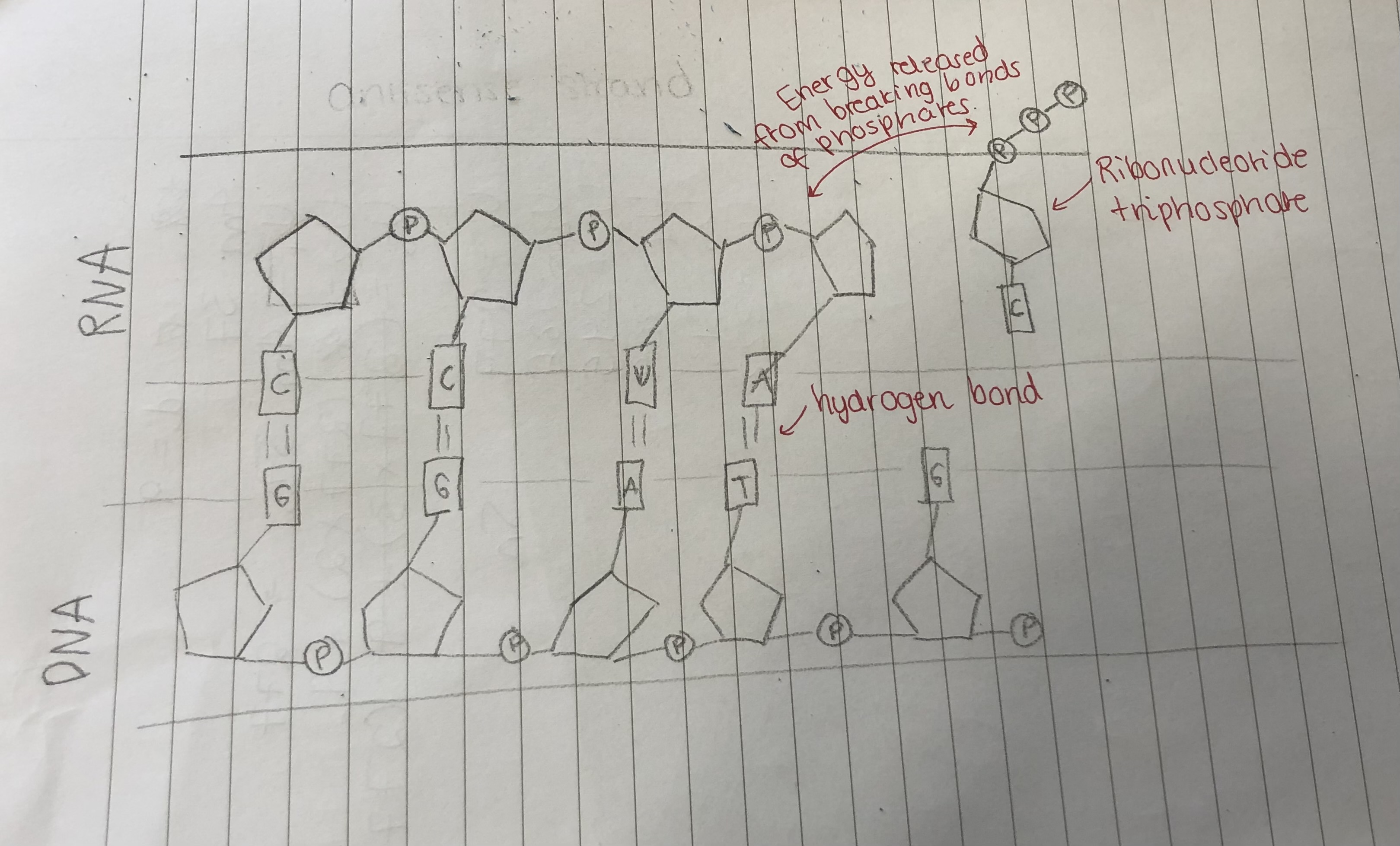 <p>RNA polymerase gets the complementary base pairs to match the DNA strand, which are ribonucleotide triphosphates. These are covalently bonded together, with the energy that comes from releasing the two phosphates which aren’t needed.</p>