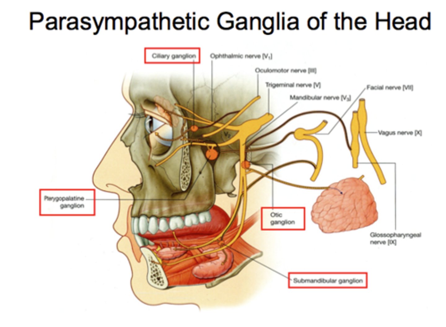 <p>Ciliary</p><p>Pterygopalatine</p><p>Submandibular</p><p>Otic</p>