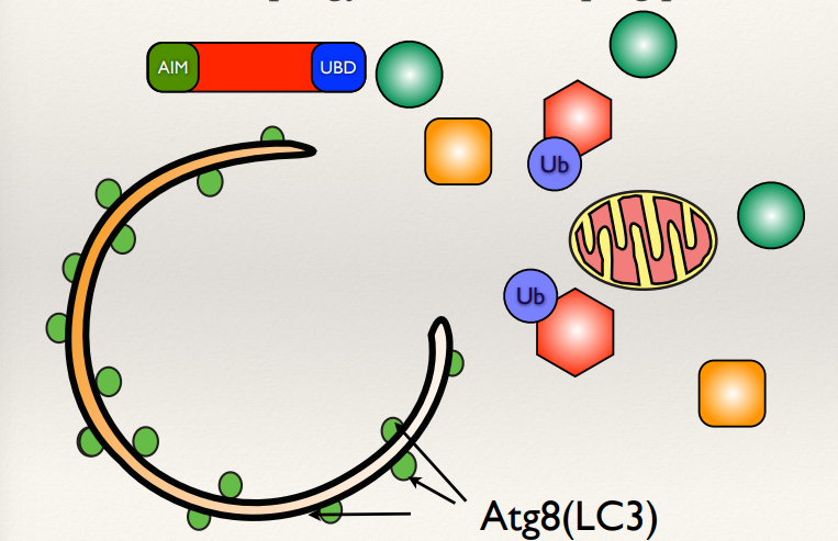 <ul><li><p>Autophagy selectively removes <strong>damaged mitochondria</strong> to maintain cellular health.</p></li><li><p><strong>CCCP</strong> can chemically damage mitochondria, depolarising mitochondria, triggering autophagy.</p></li><li><p>The damaged mitochondria is targeted by <strong>LC3 </strong>which is on the autophagosome membrane. Autophagosomes form around the mitochondria to remove it.</p></li></ul><p></p>