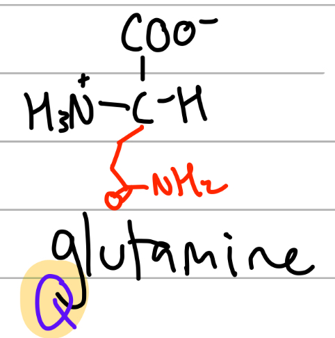 <p>-CH2CH2C(=O)NH2;</p><p>Q = Qtamine, amide of glutamate</p><p>Gln = Glu but with an n;</p><p>polar, uncharged, Hphilic</p>