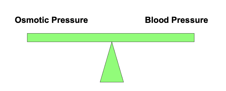 <p>main reason why it has higher osmotic pressure</p>
<blockquote>
  <p>nutrients and small ions in blood ya<br />
  but there's LARGE proteins</p>
</blockquote>
<p>bc of higher osmotic pressure, water and nutrients tend to move into the blood from the interstitial compartment</p>
<p>*this cannot be allowed to happen everywhere or the interstitial spaces would eventually become too dehydrated to maintain life.</p>