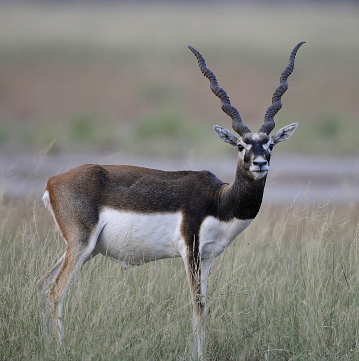 <p>Blackbuck antelope </p>