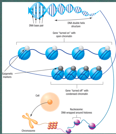 <p>Epigenetic factors</p>