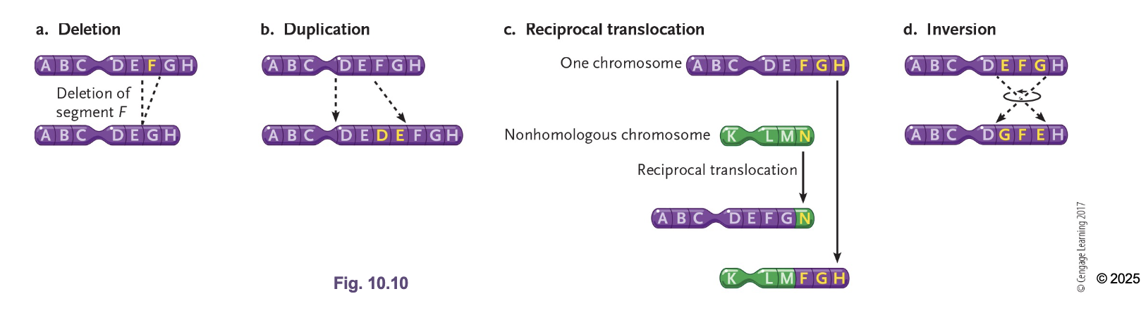 <p>What are large scale chromosomal mutations </p><ul><li><p>Deletion </p></li><li><p>Duplication/Amplification </p></li><li><p>Translocations </p></li><li><p>Inversions </p></li></ul><p></p>