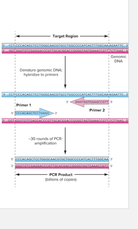 <ul><li><p>Polymerase chain reaction (PCR)</p><ul><li><p>Method of making many copies of target region of DNA</p></li><li><p>First developed in 1985</p></li><li><p>Fast and extremely efficient: can amplify DNA from single cell</p></li></ul></li><li><p>Hinges on thermostable DNA polymerase</p><ul><li><p>Originally Taq</p></li></ul></li><li><p>Exponential increase in targeted DNA</p></li></ul><p></p>
