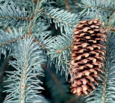 <p>Leaf bases are decurrent (not really distigusiable), wood pegs on stems, seed cones hang down with thin scales</p>