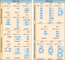 <p>Polar and charged amino acid residues (the remainder after peptide bond formation) are more likely to be found on the surface of soluble proteins where they can interact with water, and nonpolar (e.g., amino acid side chains) are more likely to be found in the interior where they are sequestered from water. In membrane proteins, nonpolar and hydrophobic amino acid side chains associate with the hydrophobic tails of phospholipids, while polar and charged amino acid side chains interact with the polar head groups or with the aqueous solution. However, there are exceptions. Sometimes, positively and negatively charged amino acid side chains interact with one another in the interior of a protein, and polar or charged amino acid side chains that interact with a ligand can be found in the ligand binding pocket.</p>