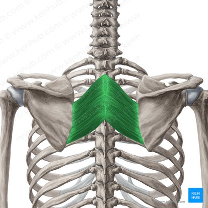 Rhomboid Major Action

