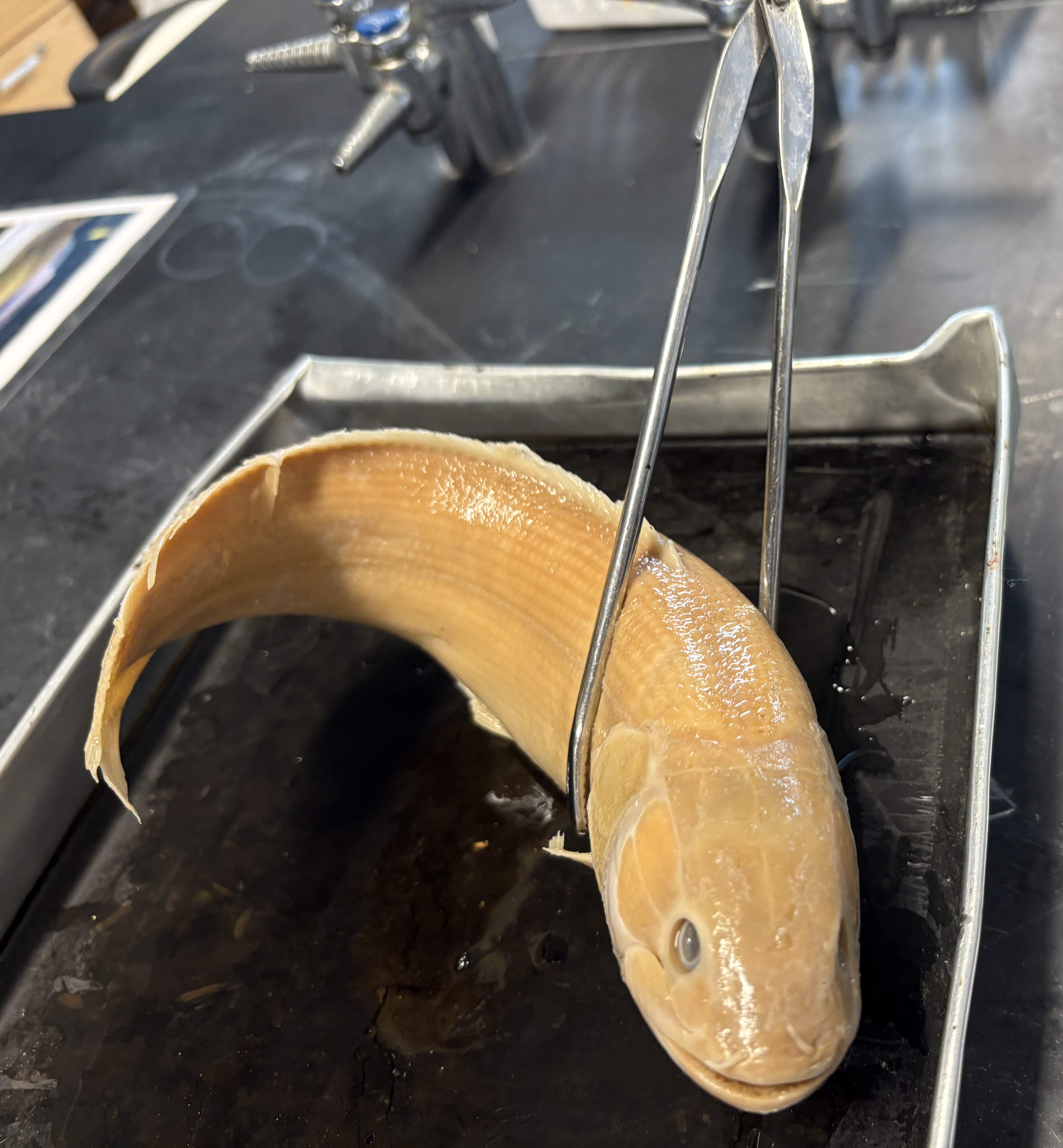 <p>name the superclass, class, subclass, order, and common name of this organism </p>