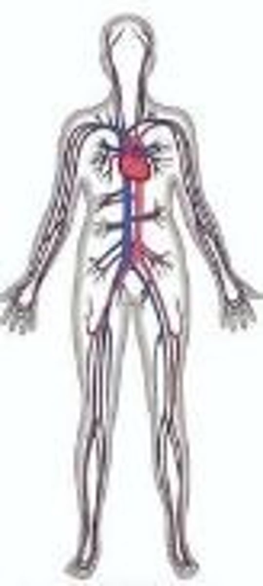 <p>heart, blood, arteries, veins, capillaries</p><p>transport materials (oxygen,water, carbon dioxide,nutrients and waste), maintains body temperature</p>