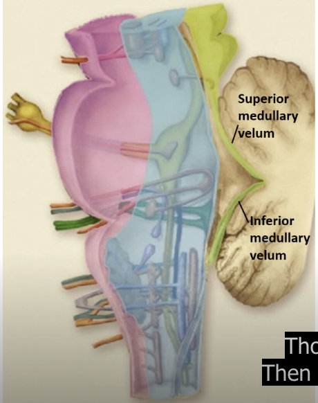 <p>brainstem divisions</p>