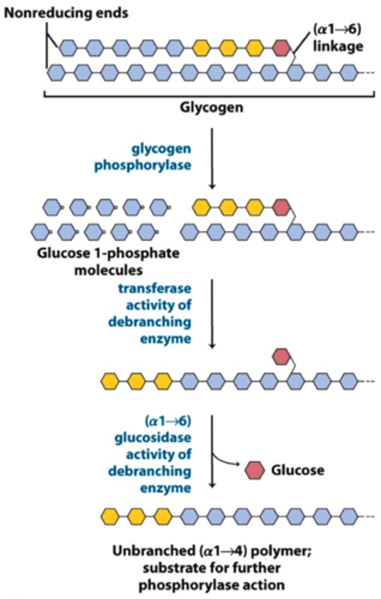 <p>1) 4:4 Translocase breaks a 1,4 bond and moves 3 glucosyl residues to main chain</p><p>2) a 1,6 glucosidase removes branchpoint residue as free glucose</p>