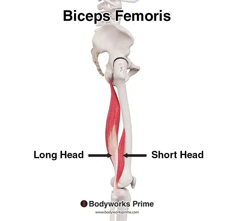 <p><span>Extend thigh, flex knee.</span></p>