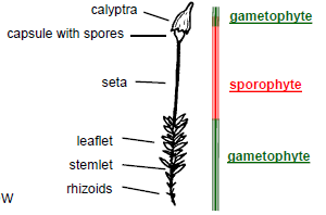 <p>antheridia and/or archegonia at the tip of gametophyte; spermatozoids fertilize egg cells in archegonia; sporophyte with seta and capsule containing meiospores with lid</p>