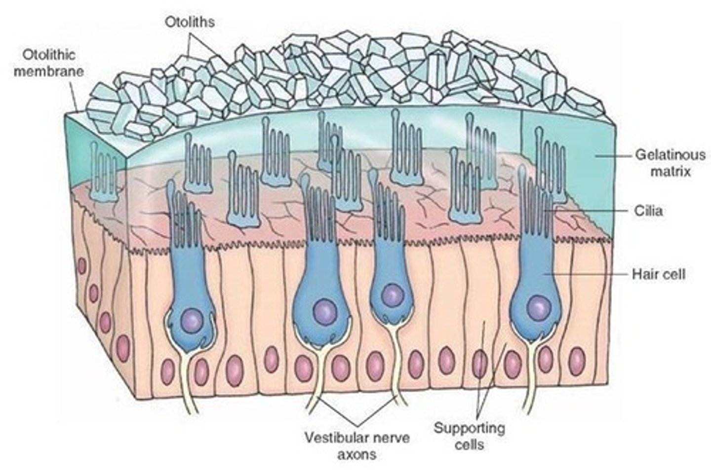 <p>sit in ampullae surrounded by hair cells. as head moves, otoliths stimulate hair cells which send signals to brain of movement.</p>