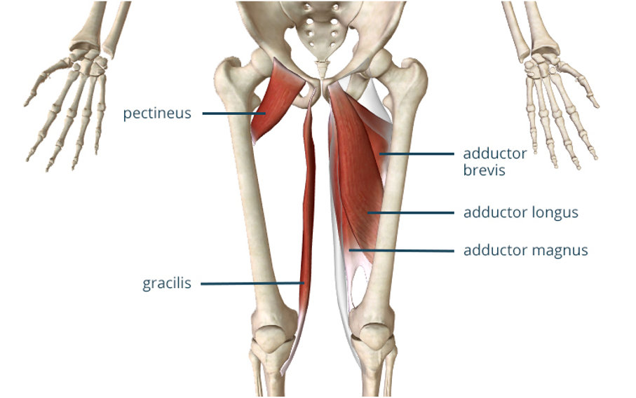 <p>O: Pubis Bone</p><p>I: Linea Aspera</p><p>A: adduct and flex thigh </p>