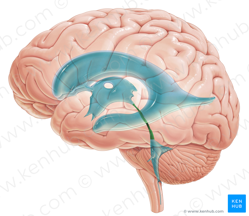 <p>identify the structure</p>