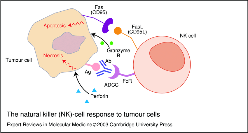 <p>NK cells kill tumor cells</p>
