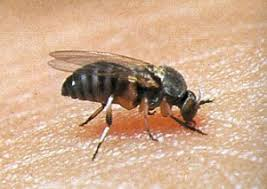 <p><span>Small, bloodsucking flies; some species transmit diseases like river blindness.</span></p><ul><li><p><span>Buffalo gnat (arched thorax, giving an appearance of miniature bison)</span></p></li><li><p><span>Females consume nectar and blood while males only feed on nectar</span></p></li><li><p><span>Bite: female only</span></p></li><li><p><span>Larvae: aquatic in flowing water</span></p><ul><li><p><span>Feeding: fan-like labral from -&gt; organic debris in flowing water</span></p></li><li><p><span>Attachment: silk -&gt; starve or other substitutes w/ small hooks at end of their bodies </span></p></li></ul></li><li><p><span>Adults are long distance flyers: Females in some species will fly several hundred kilometers in search of a blood meal</span></p></li><li><p><span>Adults are major nuisance pests in upper Midwest, New England and Canada</span></p></li><li><p><span>In NA, about 6 species are known to bite human</span></p></li><li><p><span>Pupae: pupate inside of a sunken shelter (cocoon)</span></p></li><li><p><span>aquatic - "spiracular gill"</span></p></li></ul><p></p>