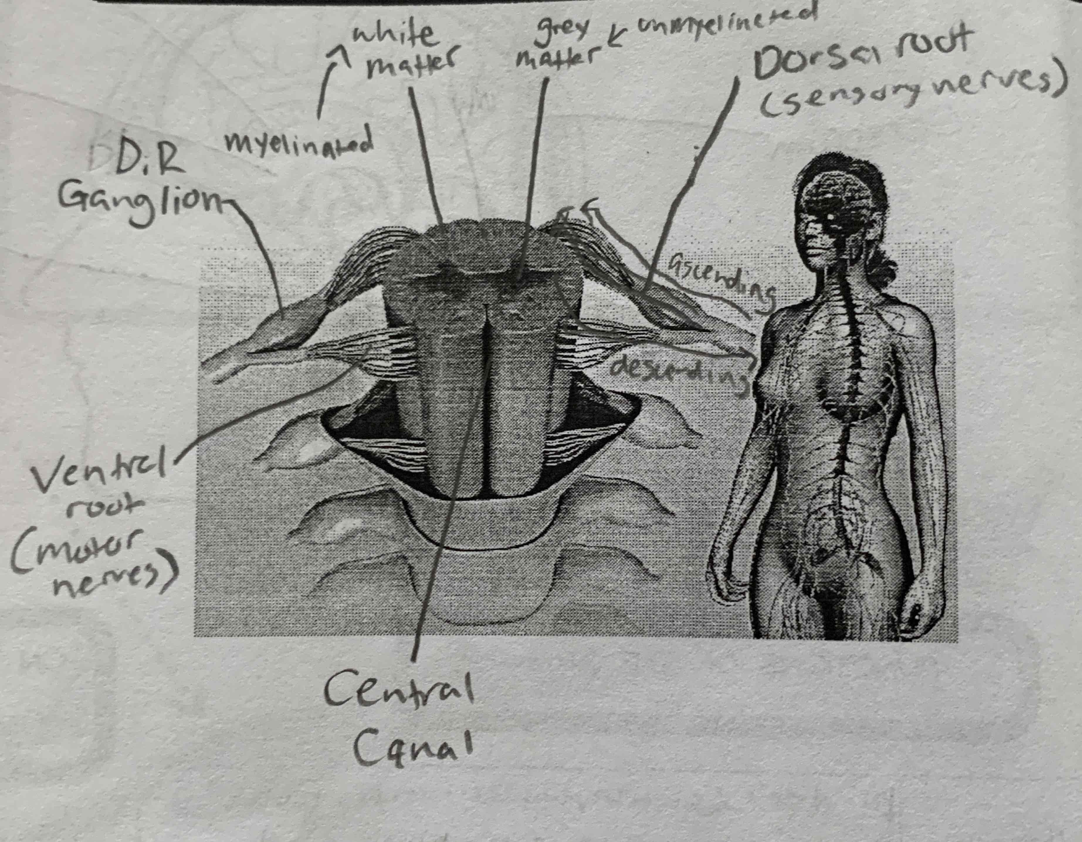 <p>examine this picture. what is it a diagram of?</p>