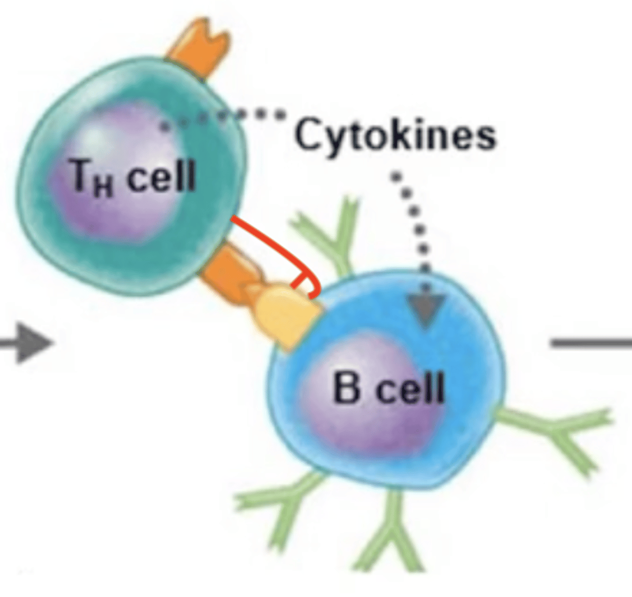 <p>B cell activation against T-dependent antigen</p><p>Fill in the blank:</p><p>1. BCR binds to extracellular antigen.</p><p>2. Extracellular antigen enters B cell via endocytosis.</p><p>3. Intracellular antigen is digested into antigen fragments = processed antigen.</p><p>4. MHC-II receptor binds to processed antigen = antigen-MHC-II complex.</p><p>5. Antigen-MHC-II complex moves to surface of B cell.</p><p>6. MHC-II complex displays processed antigen to Th2 cell.</p><p>7. TCR of Th2 binds to processed antigen.</p><p>8. </p><p>9. Th2 releases cytokines.</p><p>10. Cytokines activate B cell.</p><p>11. B cell proliferates and differentiates into either plasma cells or memory B cells.</p>