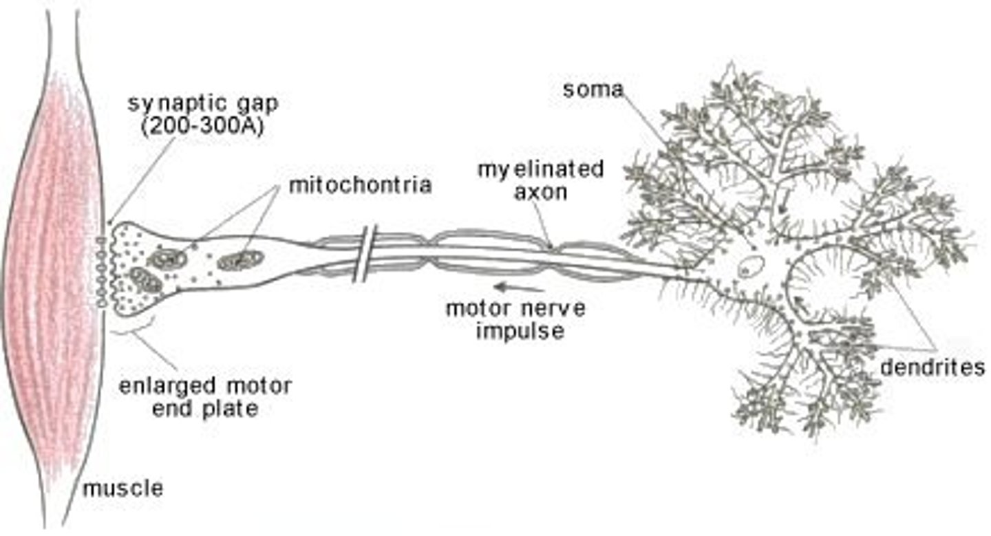 <p>transmits impulses from the central nervous system to the effectors (muscles and glands) in the body</p>