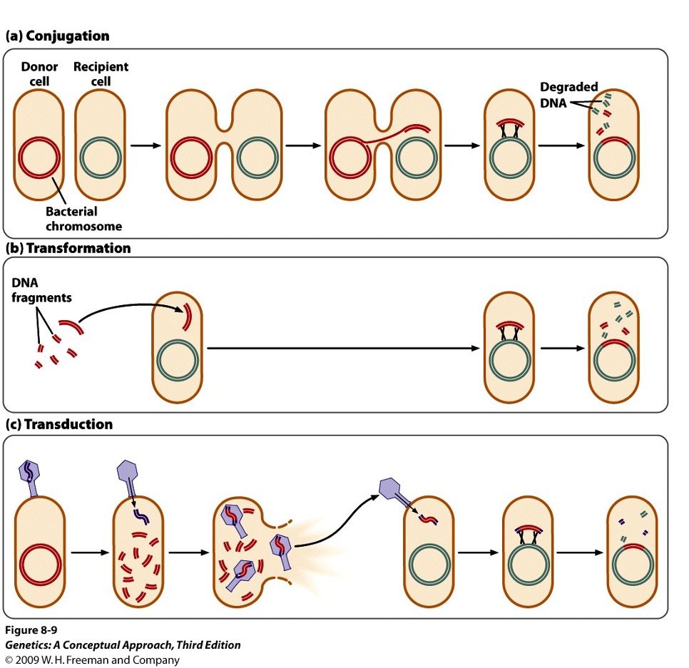 1. Transformation - uptake of “naked” DNA directly from the environment
2. Transduction - phage-mediated transfer of DNA
3. Conjugation - transfer via cell-to-cell contact; pilus mediated