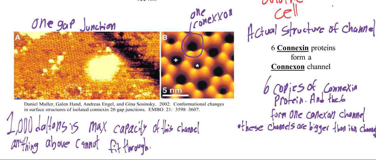 <p>6 copies of CONNEXIN protein form 1 CONNEXON channel. these channels are bigger than ion channels</p><ul><li><p>the max capacity of a connexon channel is 1,000 daltons, anything bigger cannot fit through. </p></li></ul><p></p>