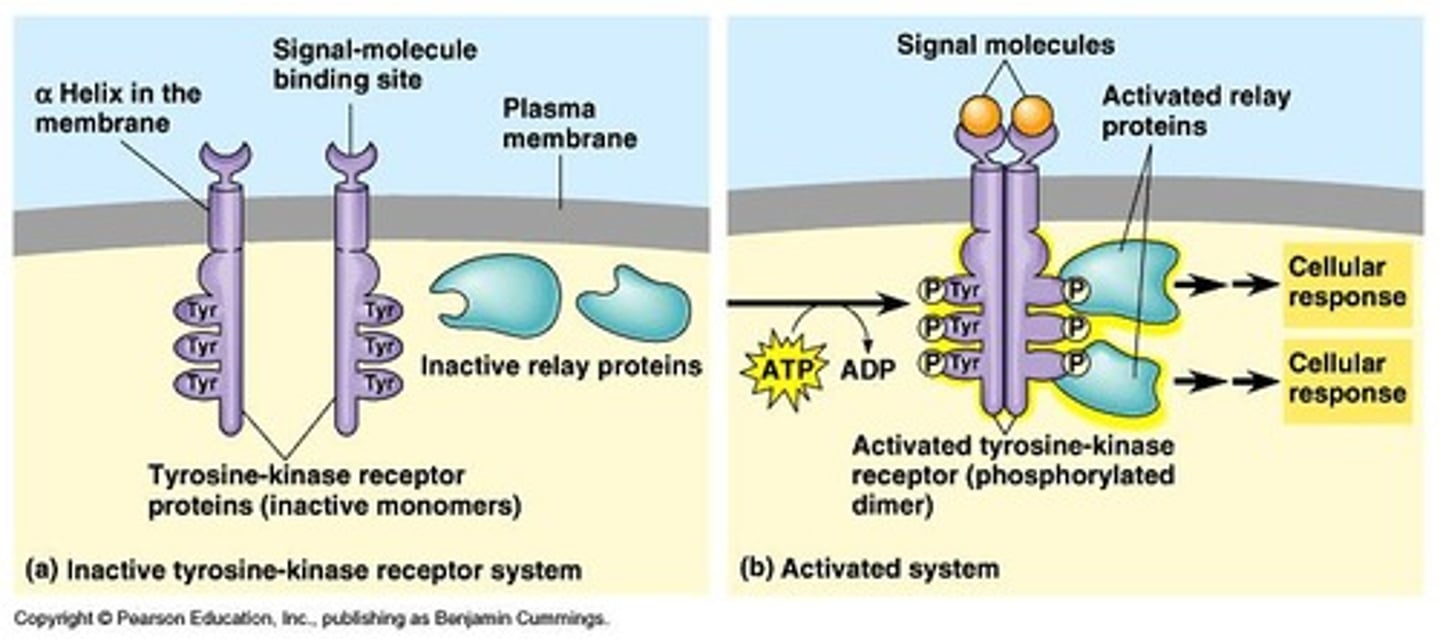 <p>membrane receptors that attach phosphates to protein tyrosines</p>