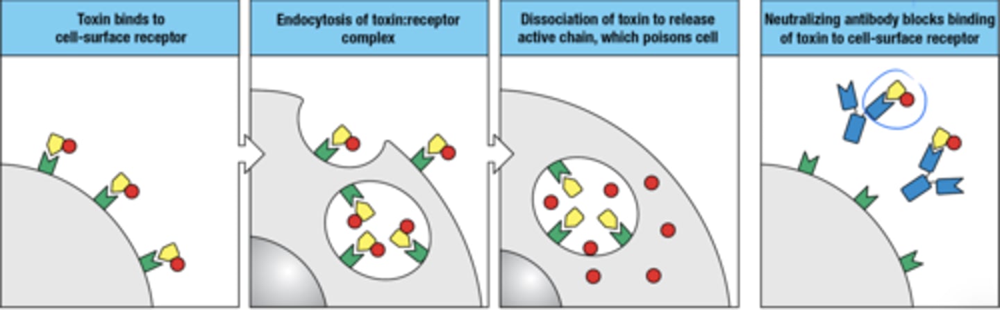 <p>1. toxin binds to cell surface receptor</p><p>2. endocytosis of receptor:toxin complex</p><p>3. toxin disassociates to release active chain which poisons cell</p><p>4. neutralizing ab blocks binding of toxin to cell surface receptor</p>