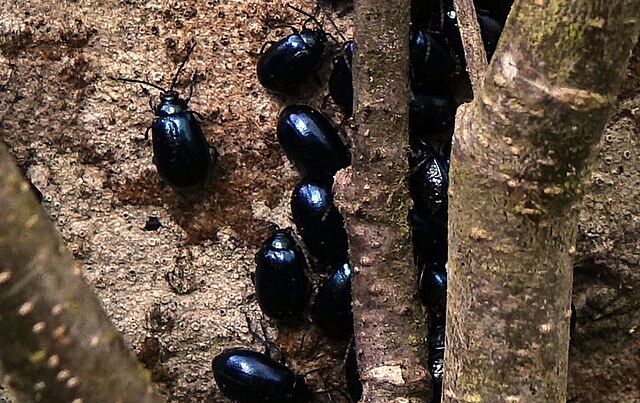 <p>Species of insect.</p>
