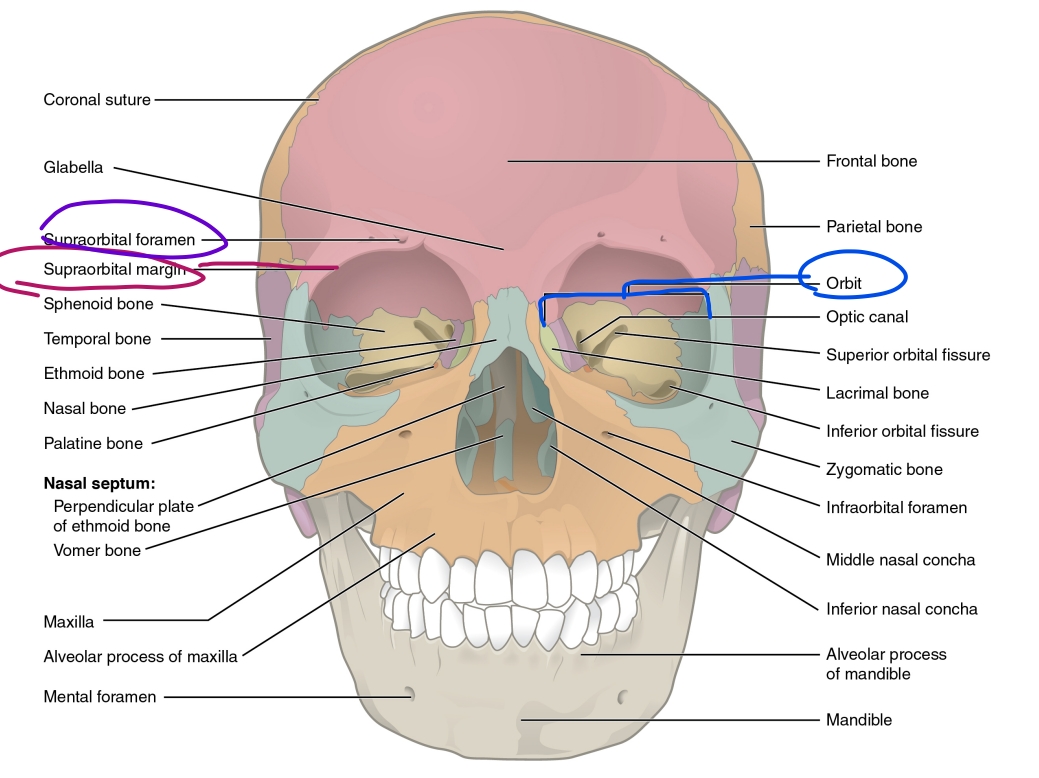 Ch. 7 Axial Skeleton Flashcards | Knowt